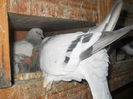 porumbei 015
