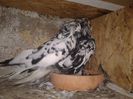 Fotografie-0752 - Copie (3) - Copie