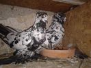 Fotografie-0753 - Copie - Copie - Copie