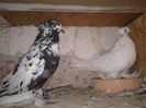 Fotografie-0758 - Copie - Copie