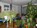 DSCN7405