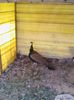 Copy of IMG_20130916_125714