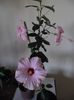 Hibiscus grup