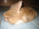 Angora Englez