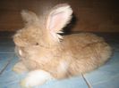 Angora Englez