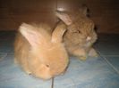 Angora Englez