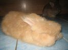 Angora Englez