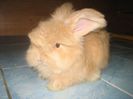 Angora Englez