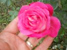 DSCN6766