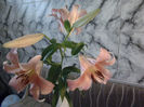 Lilium Orientalis 3