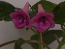 Sinningia Diva