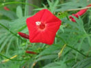 Ipomoea_1[1]