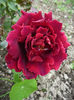 Necunoscut bordo