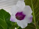Gloxinia Fineness