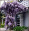 wisteria sinensis