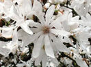 magnolie stellata floare