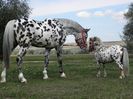 TITAN & ARTHUR APPALOOSA