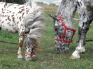 TITAN & ARTHUR APPALOOSA