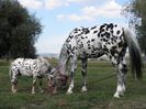 TITAN & ARTHUR APPALOOSA