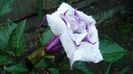 Picture 2246