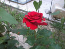 Trandafir rosu 1