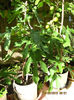 calitatea naturala, BIO.....