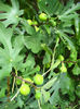 lor in.......DULCEATA......