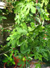 sau dulceata.