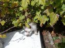 DSC00726