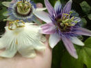 caerulea,white weedind si incarnata