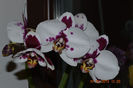 Phalaenopsis Yu Pin Pearl