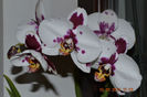 Phalaenopsis Yu Pin Pearl
