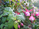 Fuchsii
