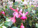 Fuchsii