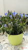 Gentiana