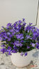 Campanula
