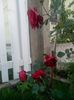 Trandafir catarator rosu