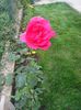 Trandafir catarator roz