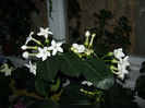 stephanotis