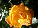 DSCF8669