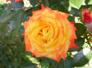 DSCF9730