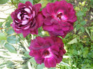 DSCF9733