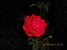 DSCN2353