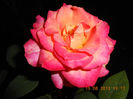 DSCN3615