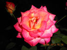 DSCN3617