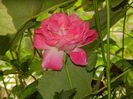 DSCN1668