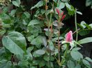 DSCN1788