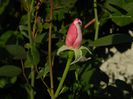 DSCN1822