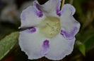 Gloxinia Wings of dragonfly trebuia sa fie Peridot s Darth Vader