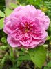 Harlow Carr
